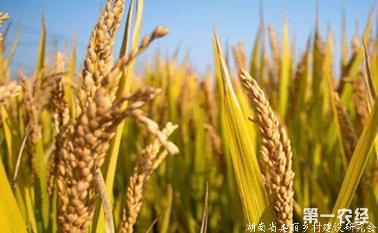 2019水稻补贴新政策有哪些？来看下以下八个