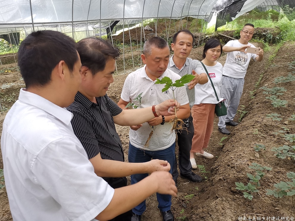 湖南美丽乡村网一周新闻（第八十期）