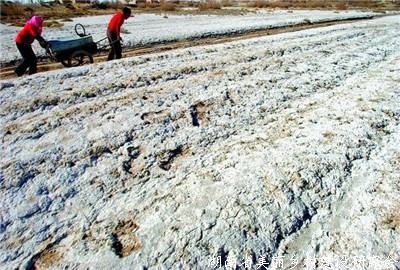 内蒙古盐碱化耕地改良试点完成近七成