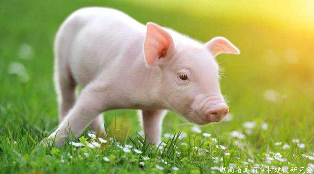 8月份生猪生产继续恢复 养殖信心增强