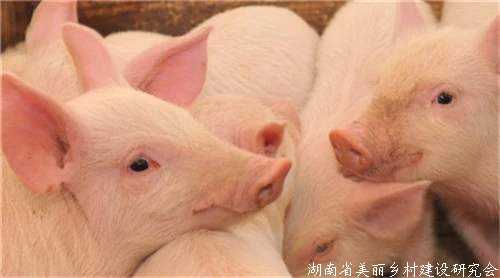 辽宁生猪产能恢复到常年九成水平