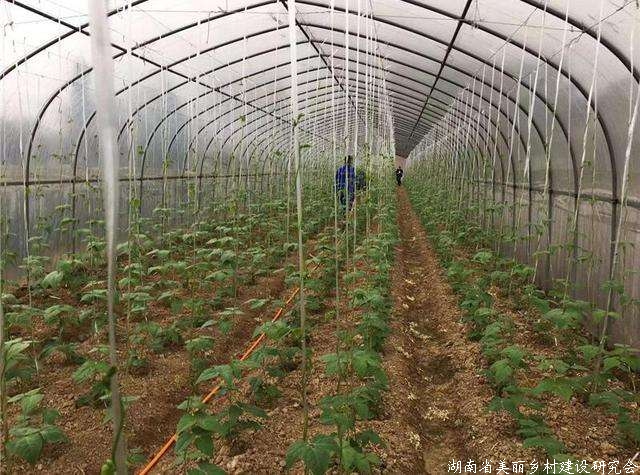 亩均增收200元 减肥减药一成多——云梦打造12万亩绿色高效菜园