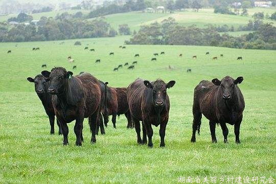 山东高青：“两头牛”让农民日子“牛”起来