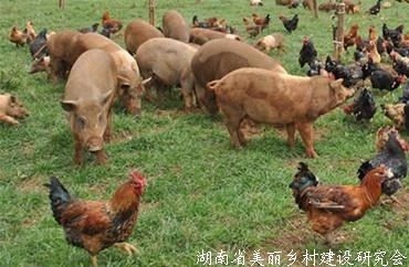 全面落实“放管服”，继续推动畜禽种业高质量发展 ——种畜禽生产经营许可暨遗传改良技术培训班在郑州举行