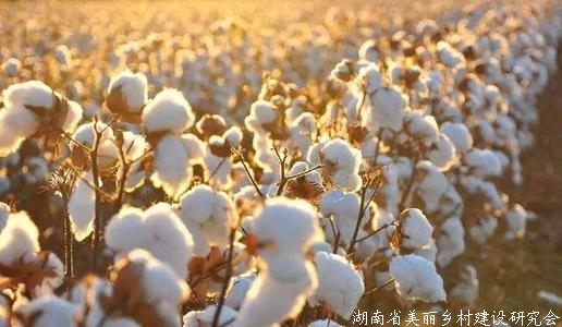 今年棉花产量将达592万吨 纺织企业订单充裕，原料需求增加