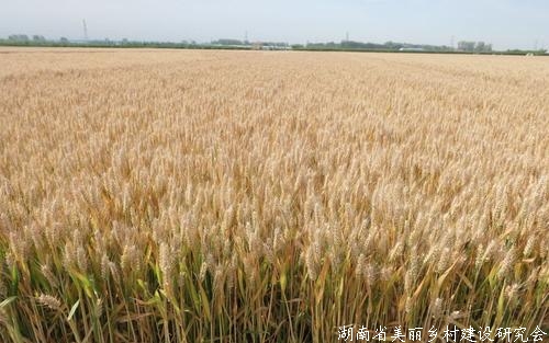 耐热小麦“中麦895”成为我国第三大小麦品种