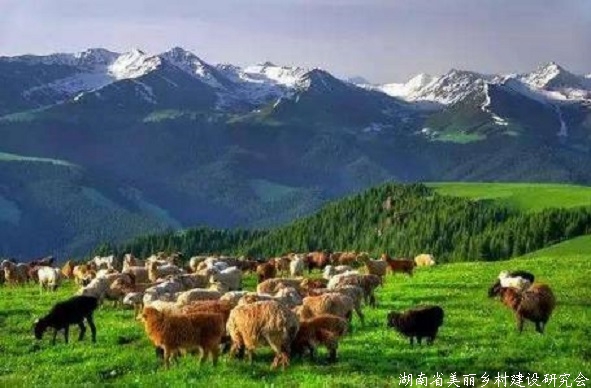 新疆出台农业生产发展资金管理办法