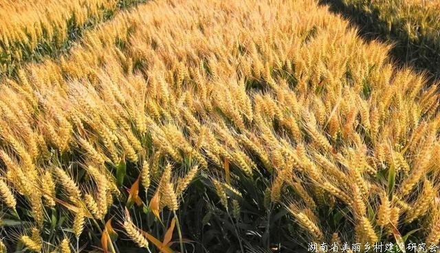 特殊用途功能性小麦新品种“山农蓝麦1号”“山农101”获审定