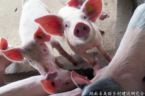 重庆农行发放全国首笔生猪圈舍抵押贷款