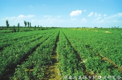 甘肃将启动现代丝路寒旱农业优势特色产业倍增计划