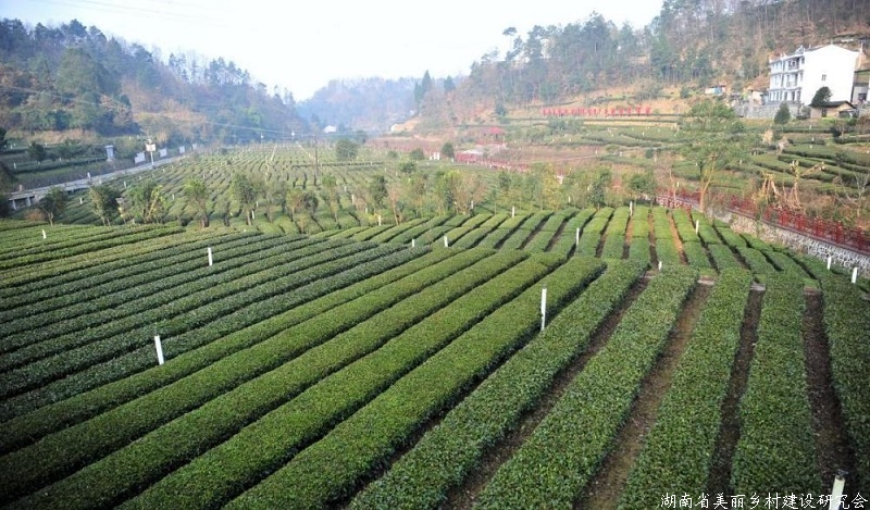 湖北合力打造千亿鄂茶产业