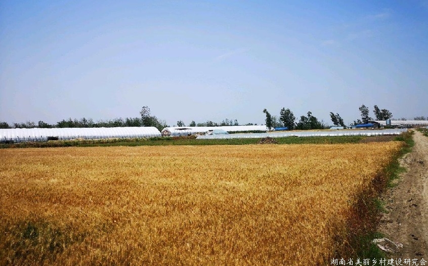 安徽省粮油加工业产值达2806亿元