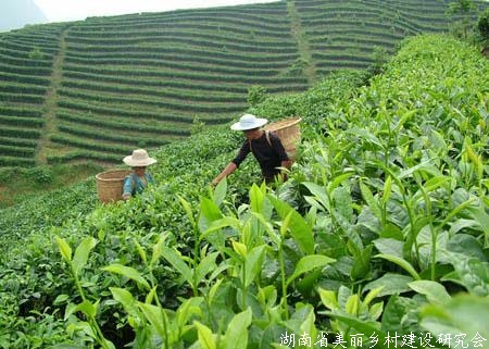湖北首次为茶产业立法