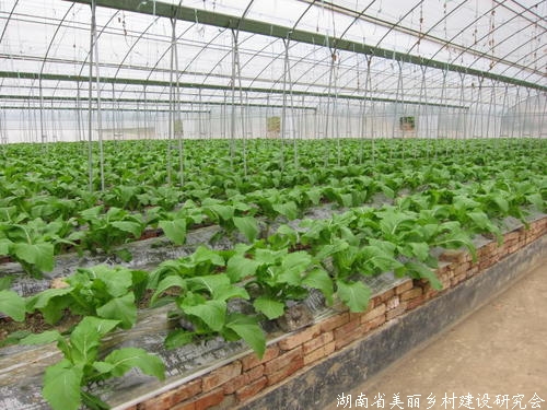 贵州蔬菜种植面积超1800万亩，成为南方重要夏秋蔬菜生产大省