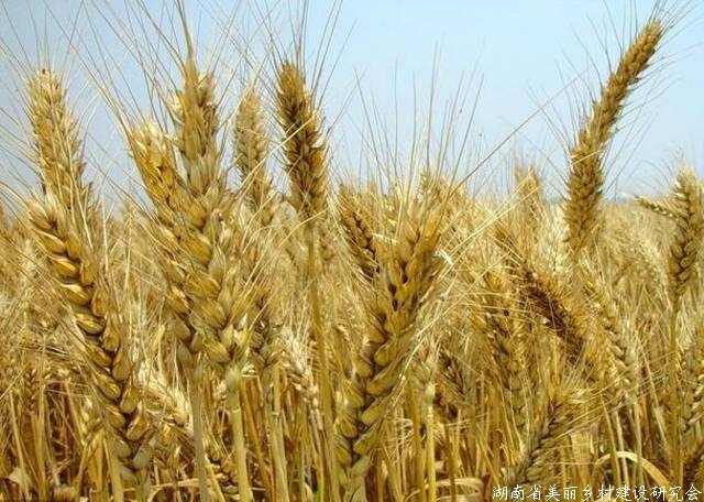 河南省小麦苗情长势总体较好 为今年夏粮丰收打下基础