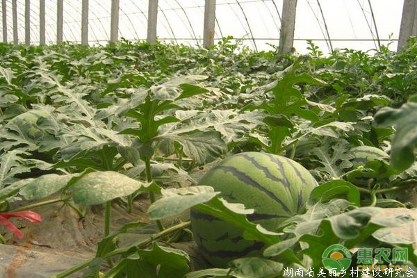西瓜种植栽培技术