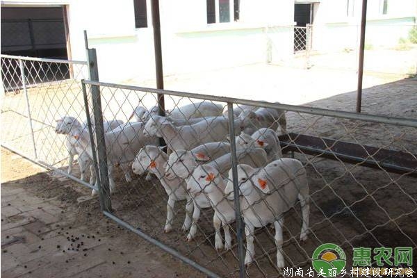 羔羊死亡率很高的三大原因与应对措施，养殖户要牢记！