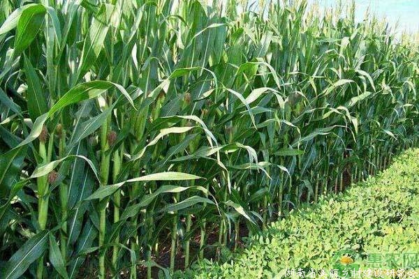 夏玉米要如何除草?种植夏玉米时的除草事宜介绍