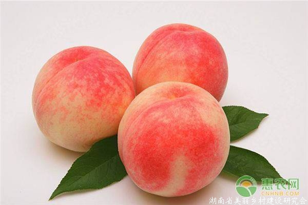 桃子多少钱一斤？价格为何低迷？桃子市场行情分析