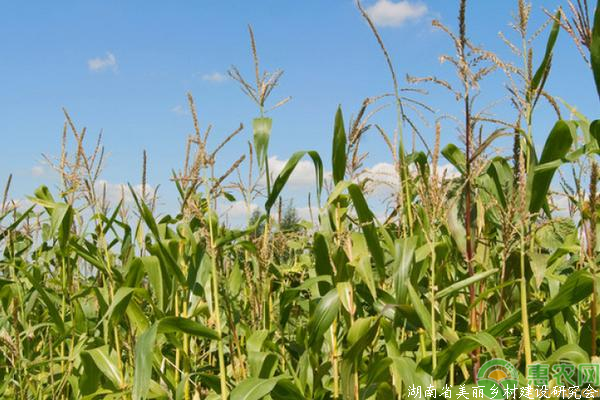 提高玉米产量需要掌握的种植技巧有哪些？