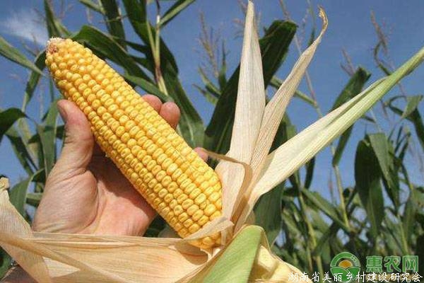玉米种植技巧