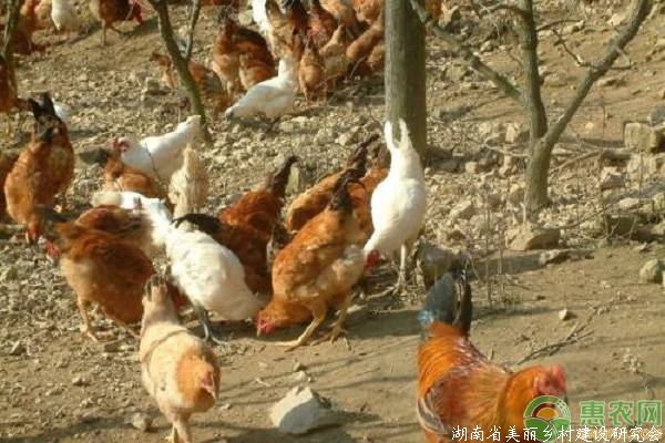 土鸡养殖的四季管理技术及相关事宜