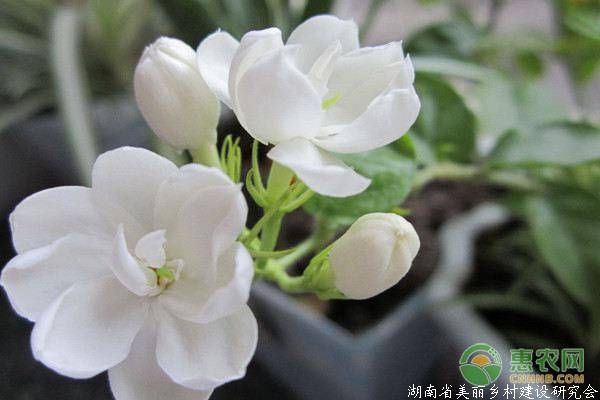 茉莉花的五大常见品种