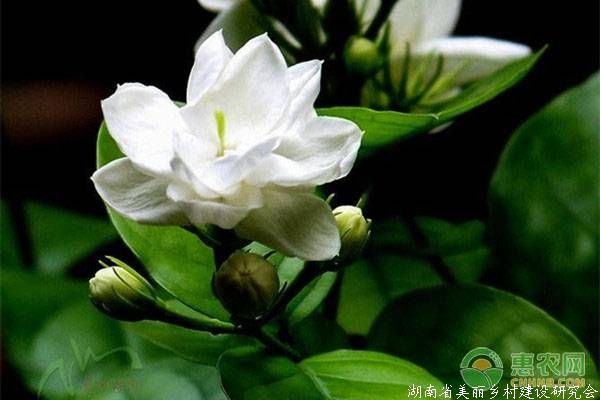 茉莉花的五大常见品种