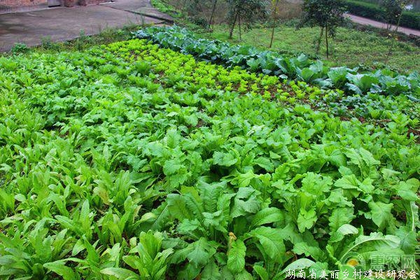 大棚蔬菜肥料污染预防措施详细介绍