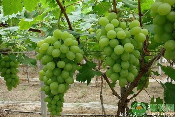 现代葡萄高效种植技术及病虫害防治