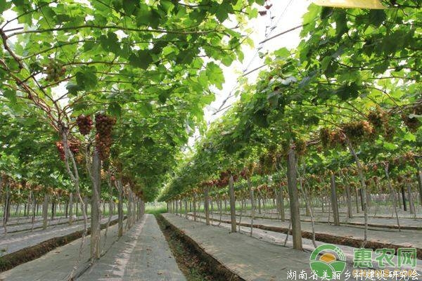 现代葡萄高效种植技术及病虫害防治