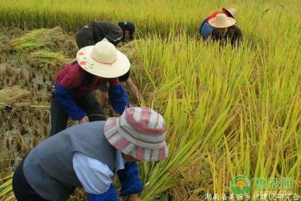 初入行业，以传统方式种植水稻