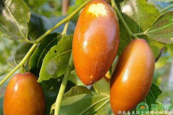 常见的枣树品种介绍