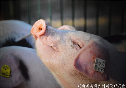 农村养猪：“公司+农户代养”模式的成本与利润分析