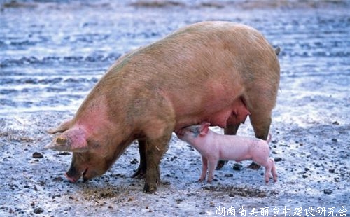 非洲猪瘟是怎么传入中国的？人吃了会怎样？