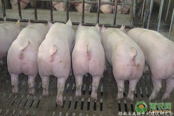 最新通知：生猪养殖取消建设用地审批！养猪终成全国最热职业
