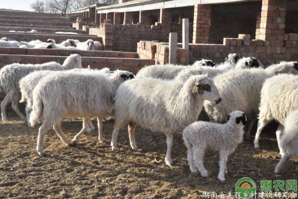 秋季养羊需注意这七大事项，养殖户要留意了！
