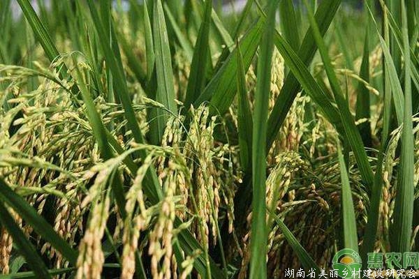 中国高产水稻品种排名