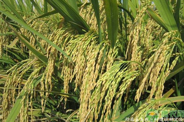 中国水稻高产品种