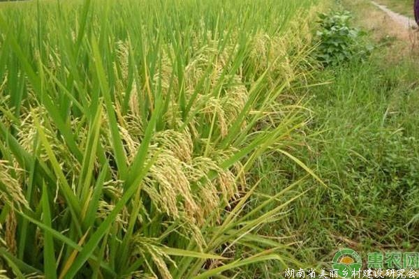 水稻高产品种