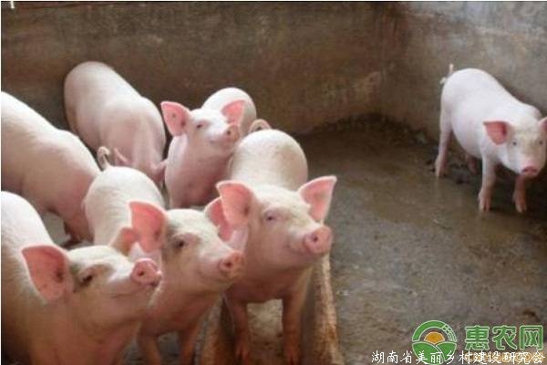 生猪养殖用地能否占用永久基本农田？看看他们是怎么回答的