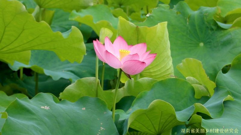 美丽乡村——荷花颂