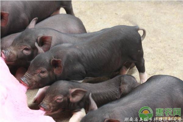 养猪户请注意：非洲猪瘟强制扑杀补助，这些情况下不予以补助！