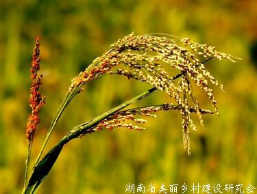 中国未来农业发展前景分析：五大趋势蕴含无限潜力！！